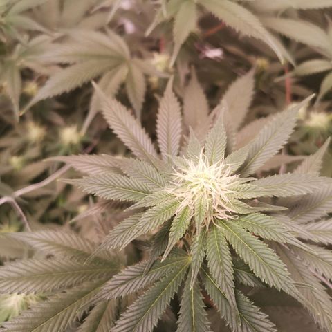 white wedding growlog timeline photo