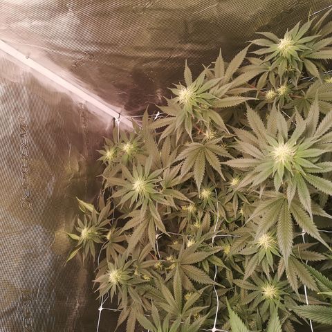 white wedding growlog timeline photo