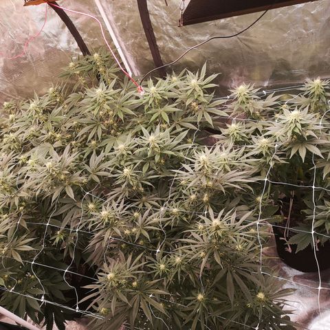 Critical pk growlog timeline photo