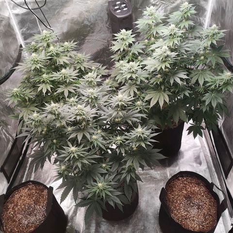 10th planet 2nd run growlog timeline photo