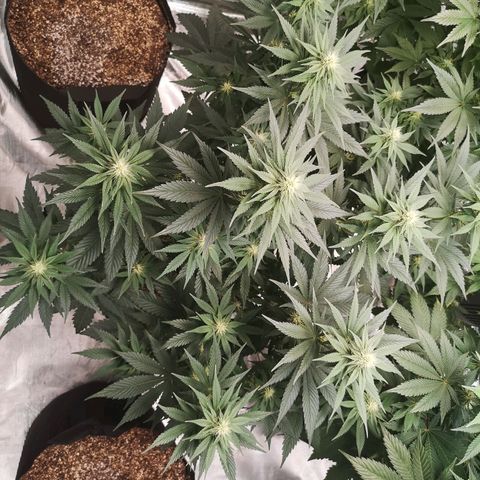 10th planet 2nd run growlog timeline photo