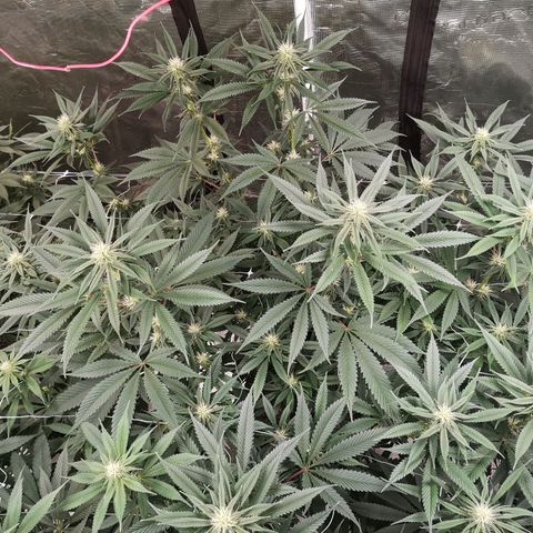 Cheezy poofs growlog timeline photo