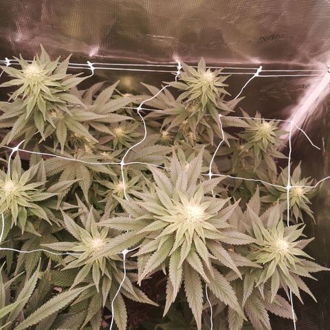 Cherry gar see ya growlog timeline photo