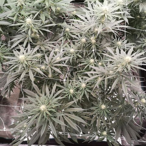 Critical pk growlog timeline photo