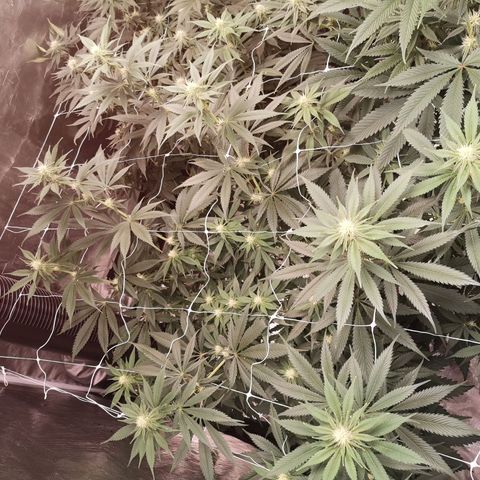 Runtz s1 growlog timeline photo