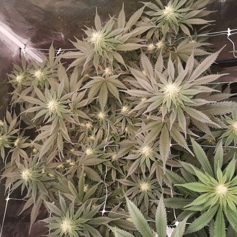 white wedding growlog timeline photo