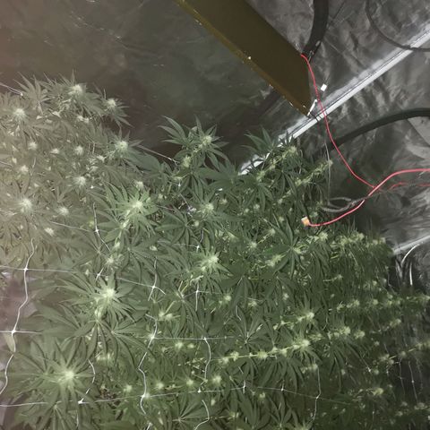 Critical pk growlog timeline photo