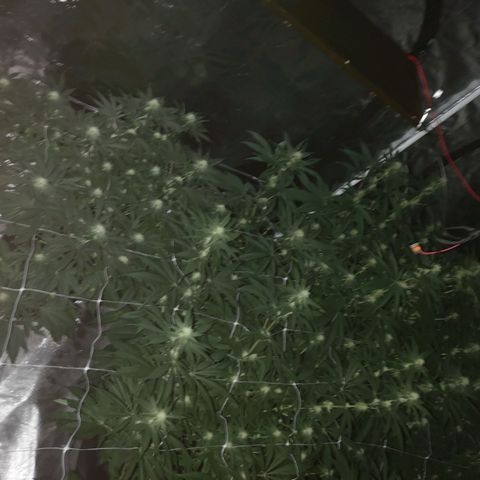 Critical pk growlog timeline photo