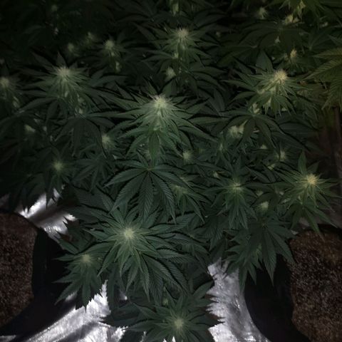 10th planet 2nd run growlog timeline photo