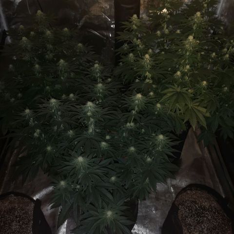 10th planet 2nd run growlog timeline photo