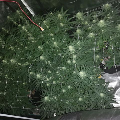 Critical pk growlog timeline photo