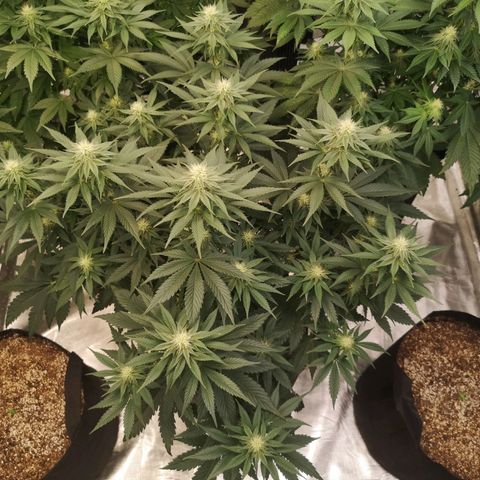10th planet 2nd run growlog timeline photo