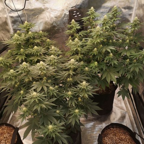 10th planet 2nd run growlog timeline photo