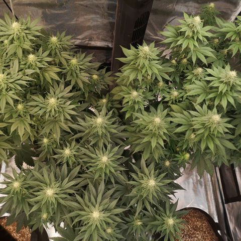 10th planet 2nd run growlog timeline photo