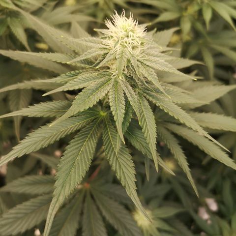 10th planet 2nd run growlog timeline photo