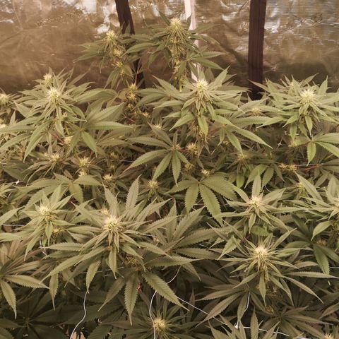 Cheezy poofs growlog timeline photo