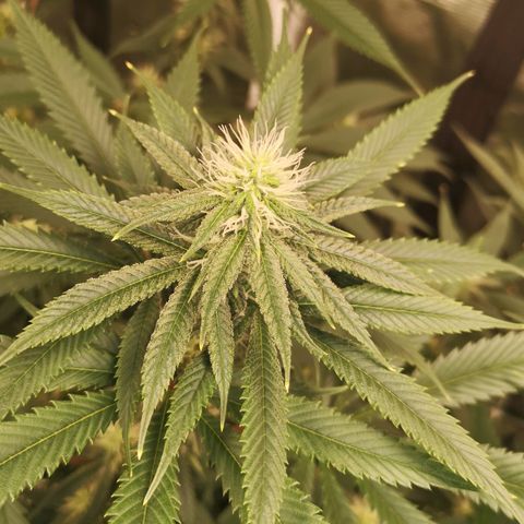 Cheezy poofs growlog timeline photo