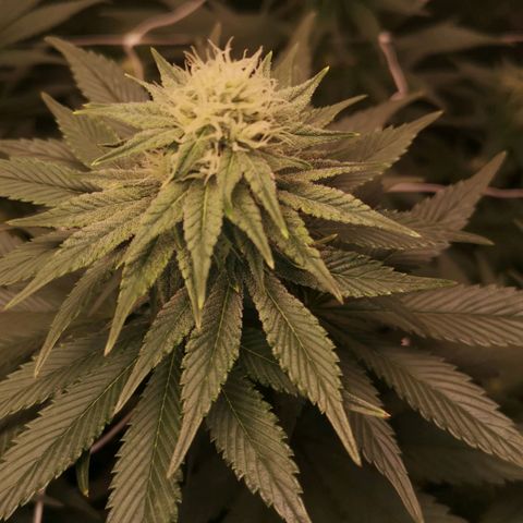 Cherry gar see ya growlog timeline photo