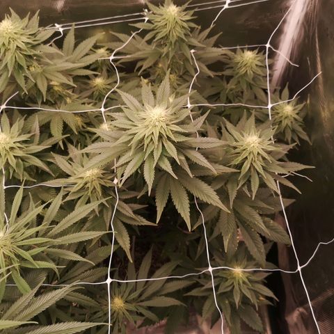 Cherry gar see ya growlog timeline photo
