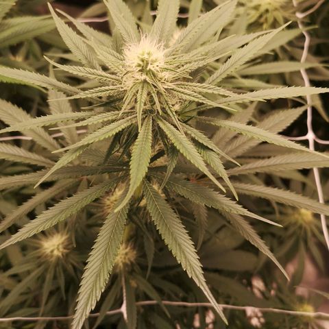 Critical pk growlog timeline photo
