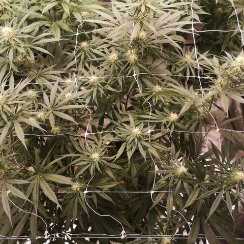 Critical pk growlog timeline photo
