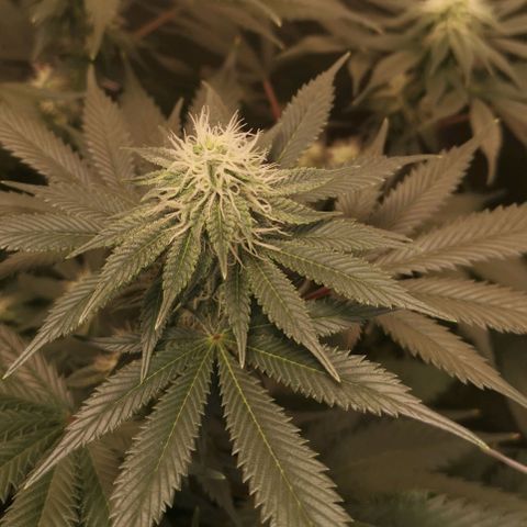white wedding growlog timeline photo