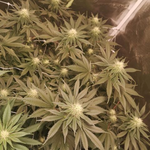 white wedding growlog timeline photo