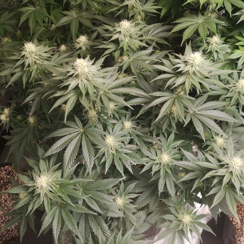 10th planet 2nd run growlog timeline photo