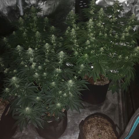 10th planet 2nd run growlog timeline photo