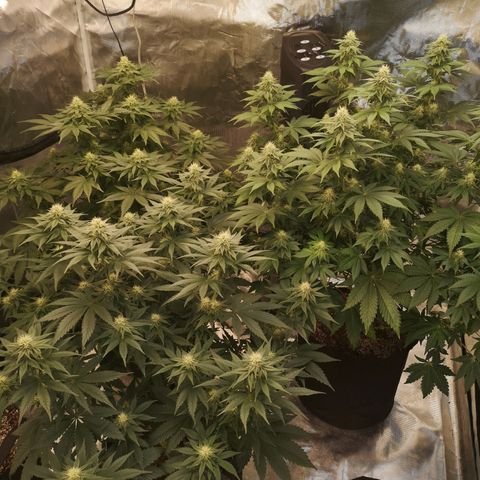 10th planet 2nd run growlog timeline photo