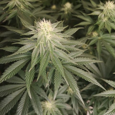 10th planet 2nd run growlog timeline photo