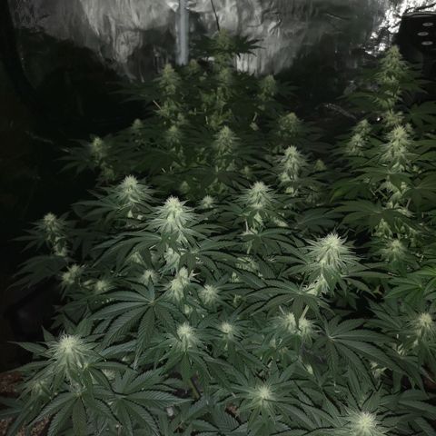 10th planet 2nd run growlog timeline photo