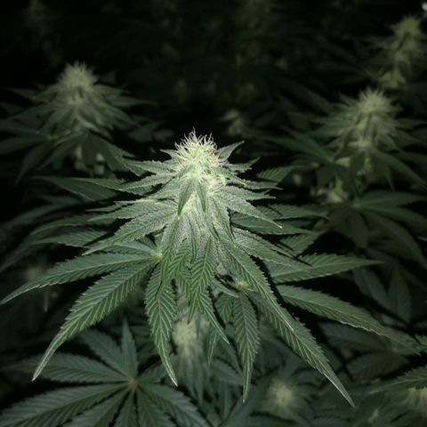 10th planet 2nd run growlog timeline photo