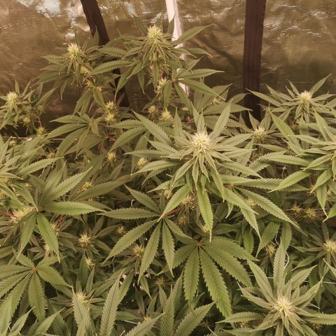 Cheezy poofs growlog timeline photo