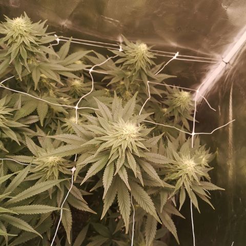 Cherry gar see ya growlog timeline photo