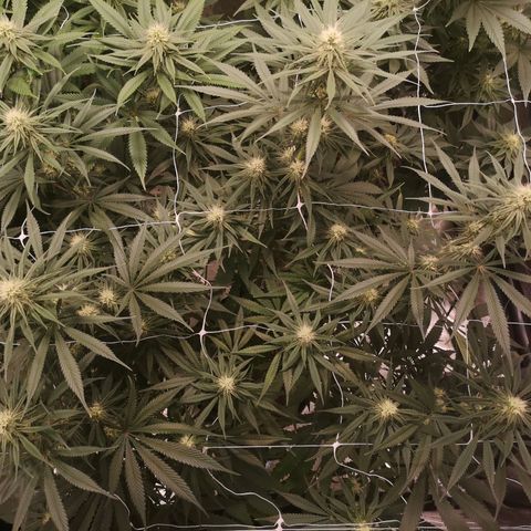 Critical pk growlog timeline photo