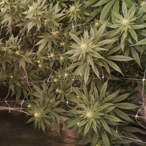 Runtz s1 growlog timeline photo