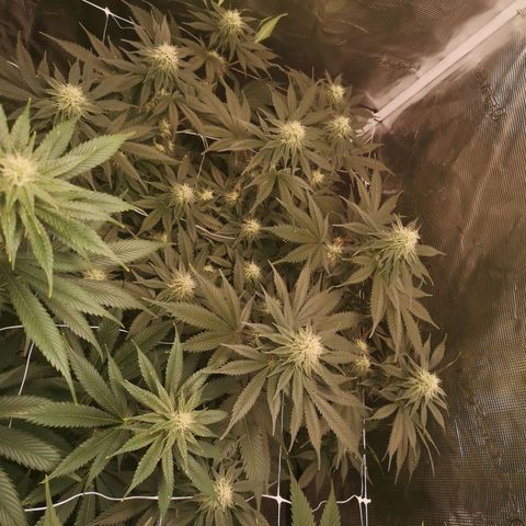 white wedding growlog timeline photo