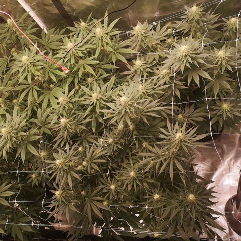 Critical pk growlog timeline photo