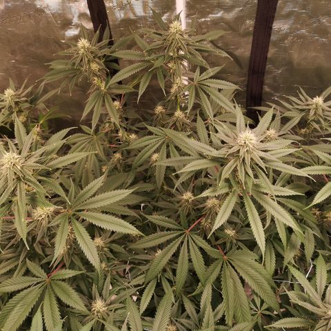 Cheezy poofs growlog timeline photo