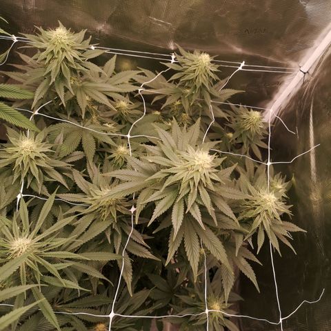 Cherry gar see ya growlog timeline photo