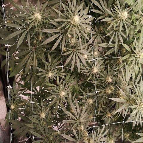 Critical pk growlog timeline photo