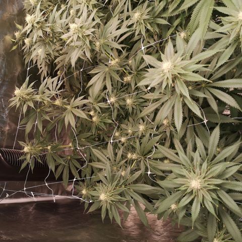 Runtz s1 growlog timeline photo