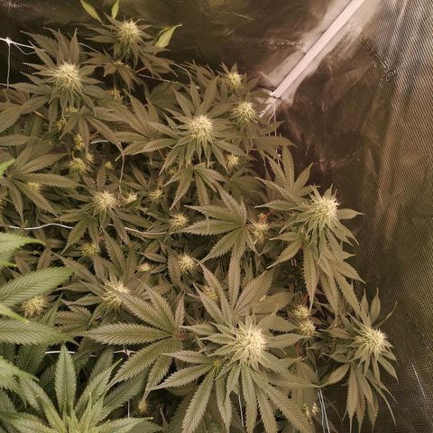 white wedding growlog timeline photo