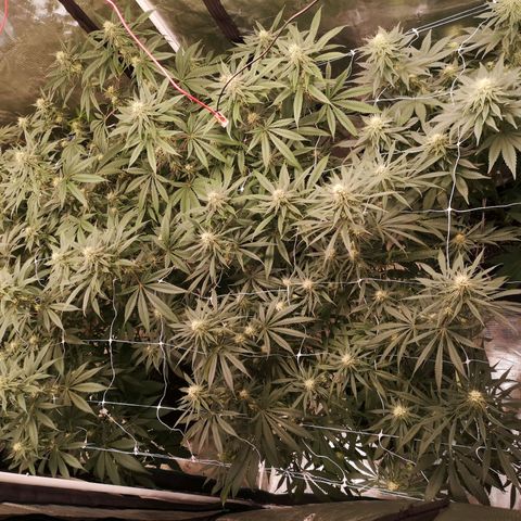 Critical pk growlog timeline photo