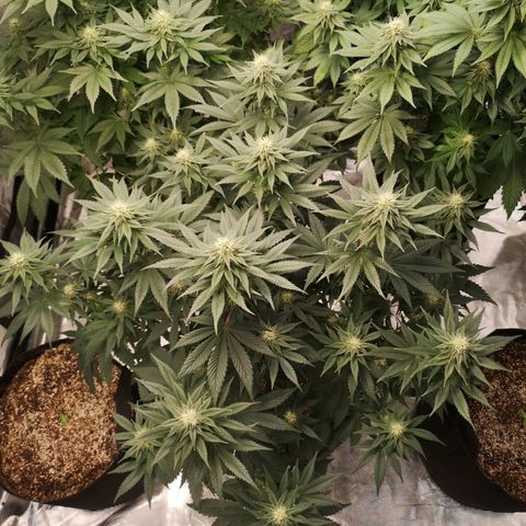 10th planet 2nd run growlog timeline photo