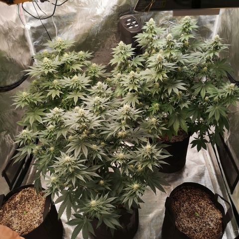 10th planet 2nd run growlog timeline photo