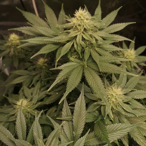 10th planet 2nd run growlog timeline photo
