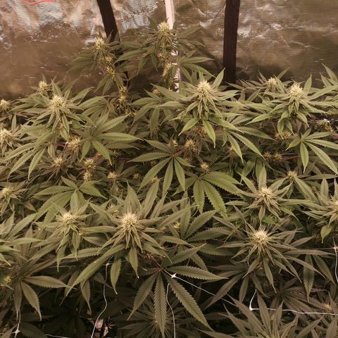 Cheezy poofs growlog timeline photo