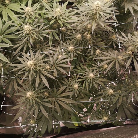 Critical pk growlog timeline photo